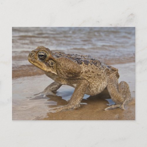 Cane Toad Rhinella marina previously Bufo Postcard