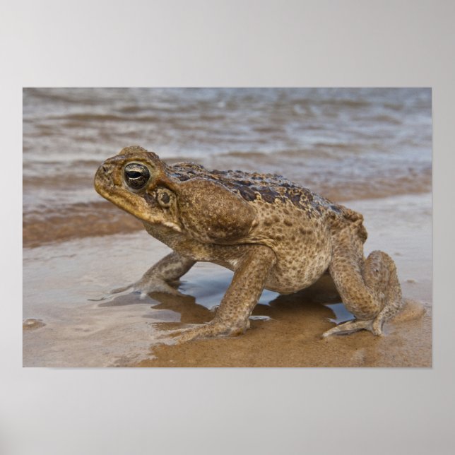 Cane Toad Rhinella marina, previously Bufo Poster (Front)
