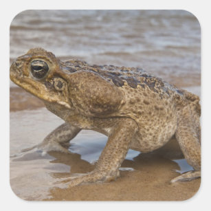 Cane Toad Rhinella marina, previously Bufo Square Sticker