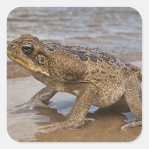 Cane Toad Rhinella marina previously Bufo Square Sticker