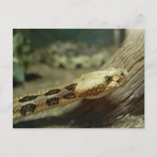 Canebrake Rattlesnake Postcard