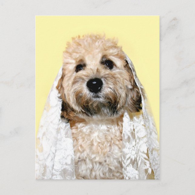 Canine bride or bridesmaid postcard (Front)
