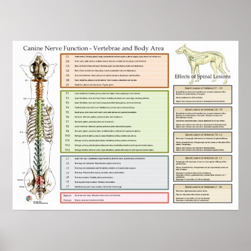Canine Dog Spinal Nerves Function Veterinary Poster