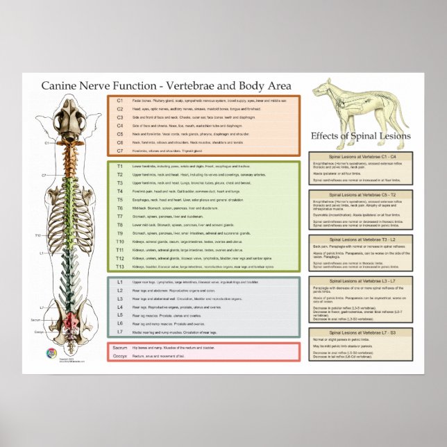 Canine Dog Spinal Nerves Function Veterinary Poster (Front)