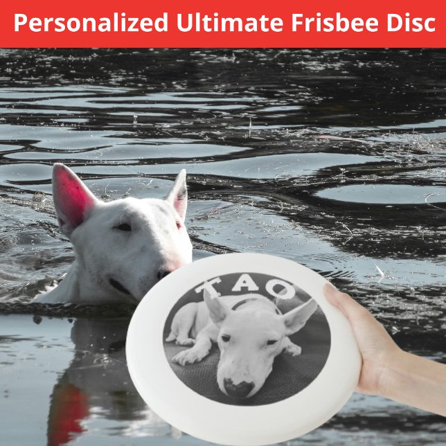 Canine Frisbee (canine frisbee)