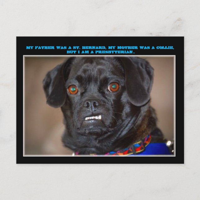 "Canine Humor" Postcard (Front)
