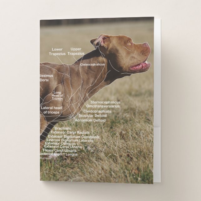 Canine Muscle Anatomy Folder (Front)