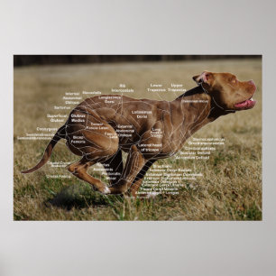 Canine Muscle Chart