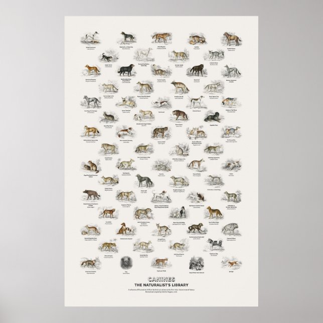 Canines - Naturalist's Library Poster (Front)