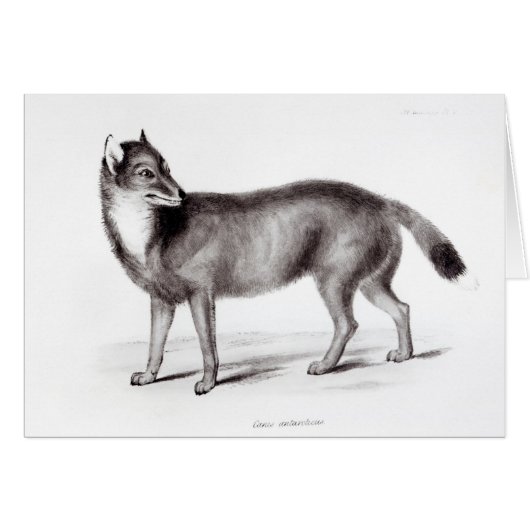 Canis Antarcticus Cards (Front Horizontal)