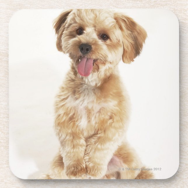 Canis familiaris drink coaster (Front)
