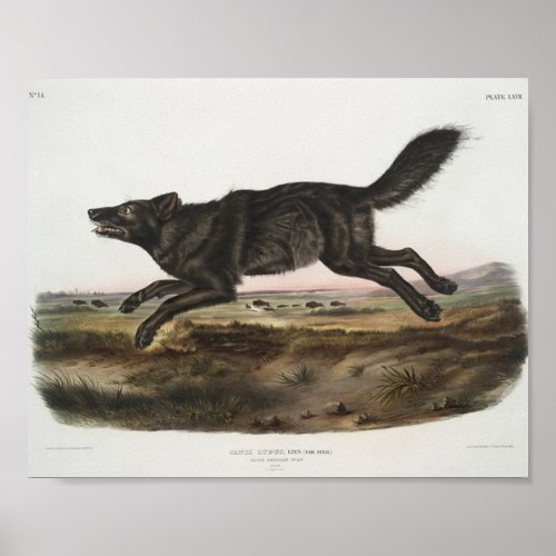 Canis lupus Black American Wolf Male Antique Poster