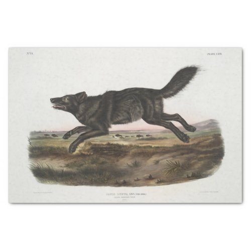 Canis lupus Black American Wolf Male Vintage Tissue Paper