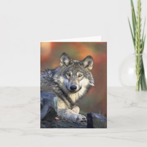 Canis_lupus Grey Wolf Wolves Card