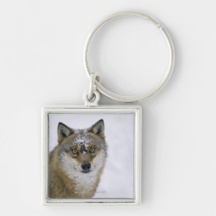 Canis lupus, Looking at Camera, Germany, Europa Keychain