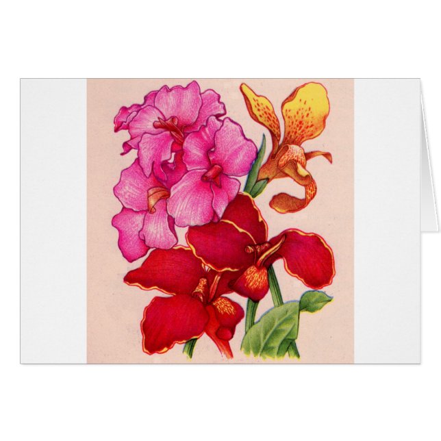 canna flowers cards (Front Horizontal)