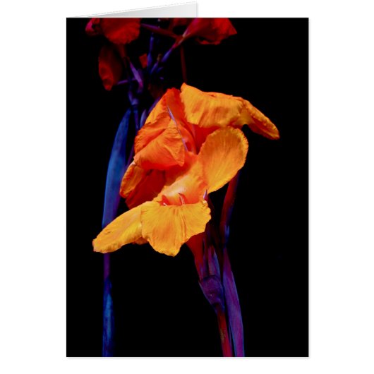 Canna Lilies on Black With Blue Cards (Front)