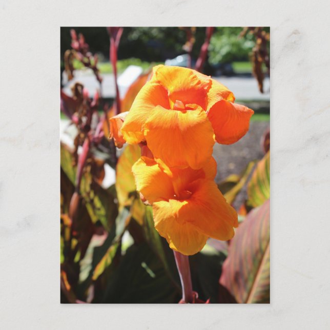 Canna Lily Flower Postcard (Front)