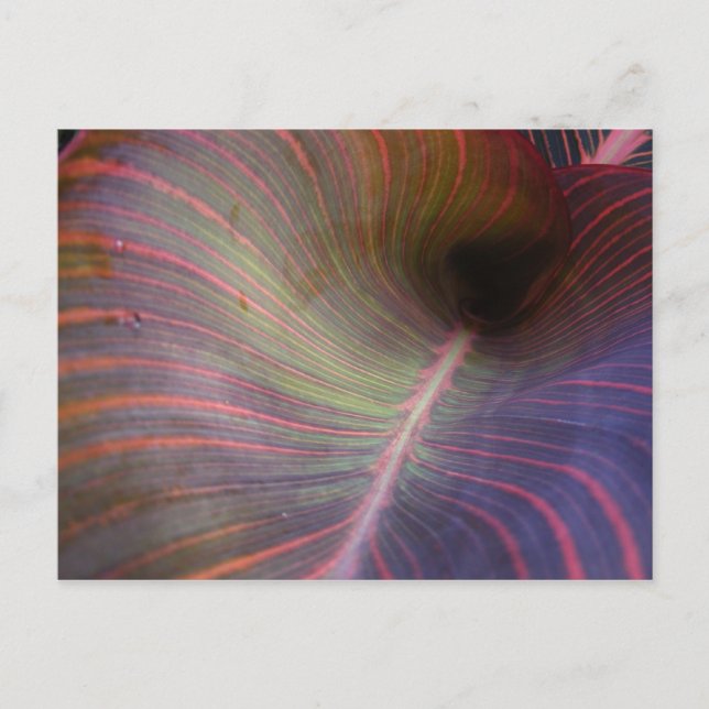 Canna Lily leaf ~ postcard (Front)