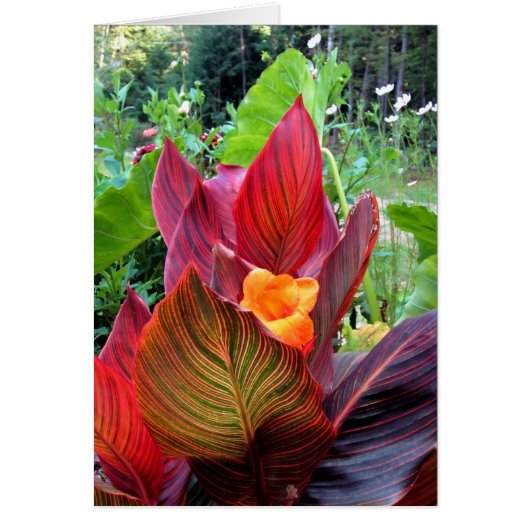 Canna Lily Stripes Cards (Front)