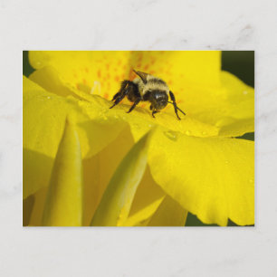 Canna Lily with Bumble Bee Postcard