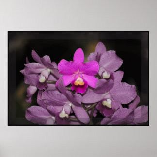 Cannizaro Orchid Art Poster -60x40 -or smaller