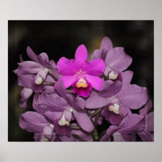 Cannizaro Orchid Art Print -24x20 -or smaller