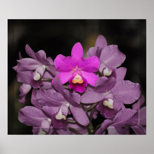 Cannizaro Orchid Art Print -24x20 -or smaller (Front)