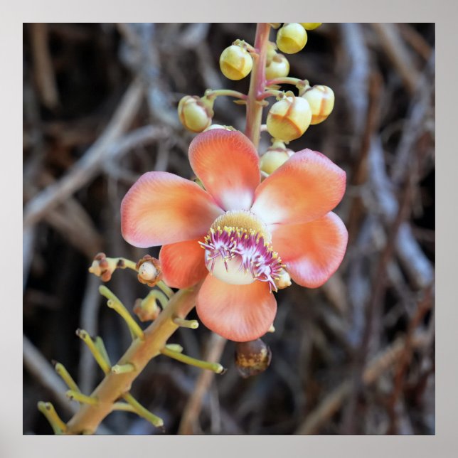 Cannonball Tree Flower Poster (Front)