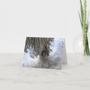 Cannonball Tree, Old Quebec City, Quebec, Canada Thank You Card