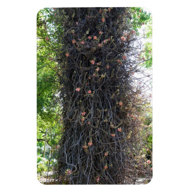 Cannonball Tree Photo Magnet (Vertical)