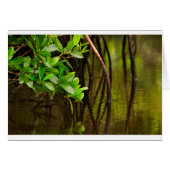 Canoeing Through Quiet Mangroves (Front Horizontal)