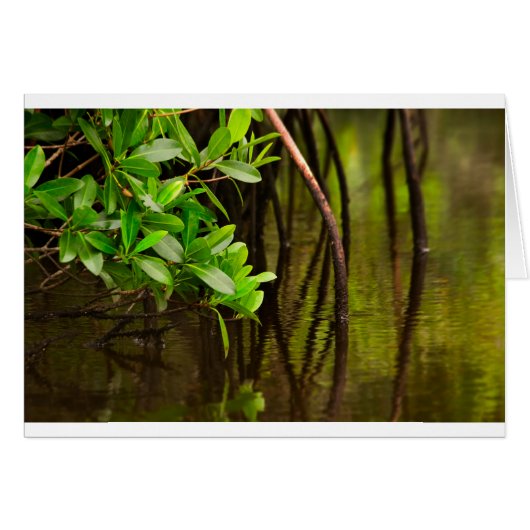 Canoeing Through Quiet Mangroves Cards (Front Horizontal)