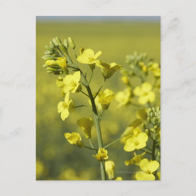 Canola flowering in field. 3 postcard (Front)