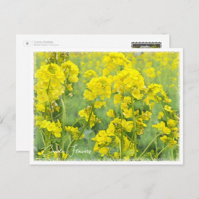 Canola Flowers Postcard (Front/Back)