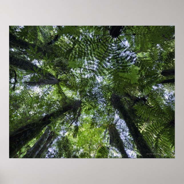 Canopies of ponga trees in lush native bush poster (Front)