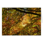 Canopy of Fall Leaves I Yellow Autumn Nature