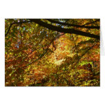 Canopy of Fall Leaves I Yellow Autumn Nature Cards
