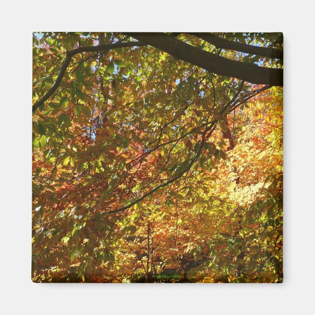 Canopy of Fall Leaves I Yellow Autumn Nature Magnet (Front)