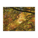 Canopy of Fall Leaves I Yellow Autumn Nature Postcard