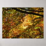 Canopy of Fall Leaves I Yellow Autumn Nature Poster