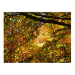 Canopy of Fall Leaves I Yellow Autumn Nature Poster