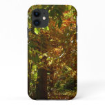 Canopy of Fall Leaves II Yellow Autumn Photography iPhone 11 Case