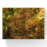 Canopy of Fall Leaves II Yellow Autumn Photography Paperweight