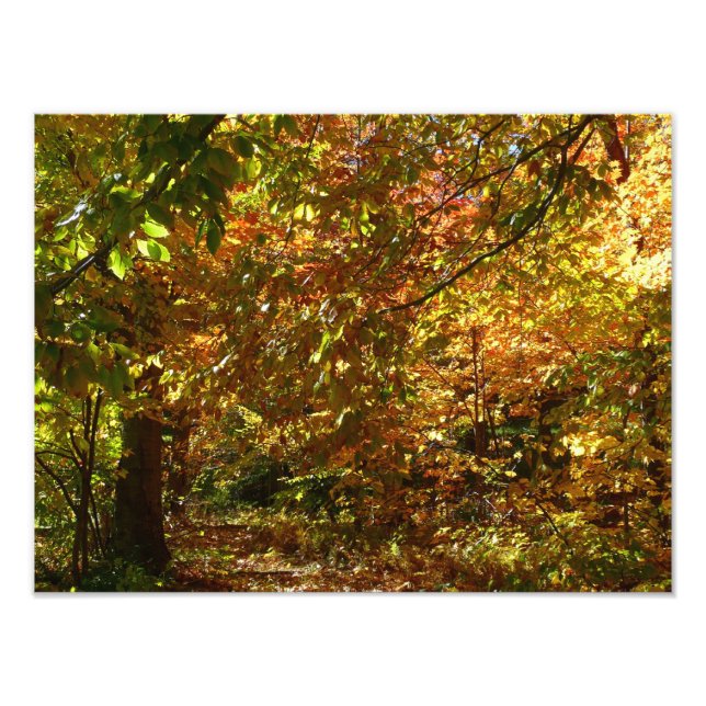 Canopy of Fall Leaves II Yellow Autumn Photography Photo Print (Front)