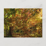 Canopy of Fall Leaves II Yellow Autumn Photography Postcard