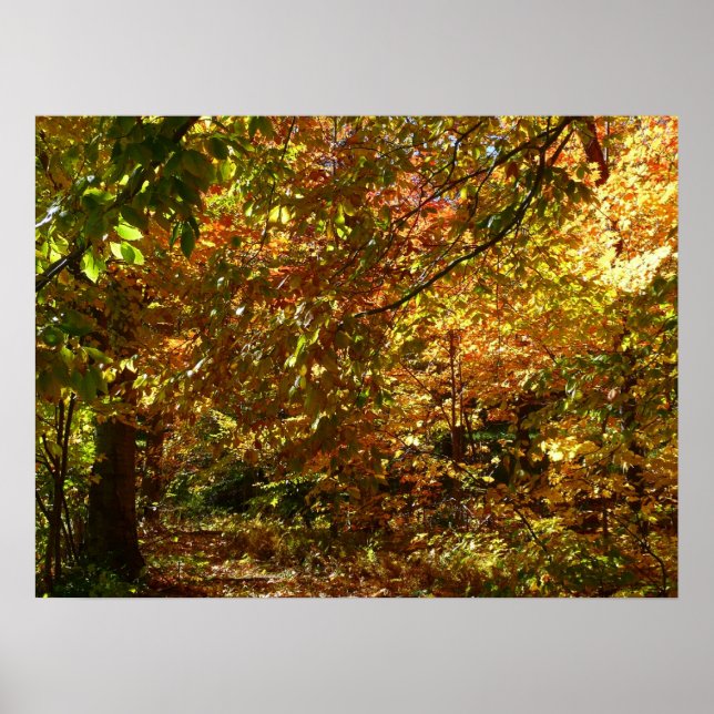 Canopy of Fall Leaves II Yellow Autumn Photography Poster (Front)