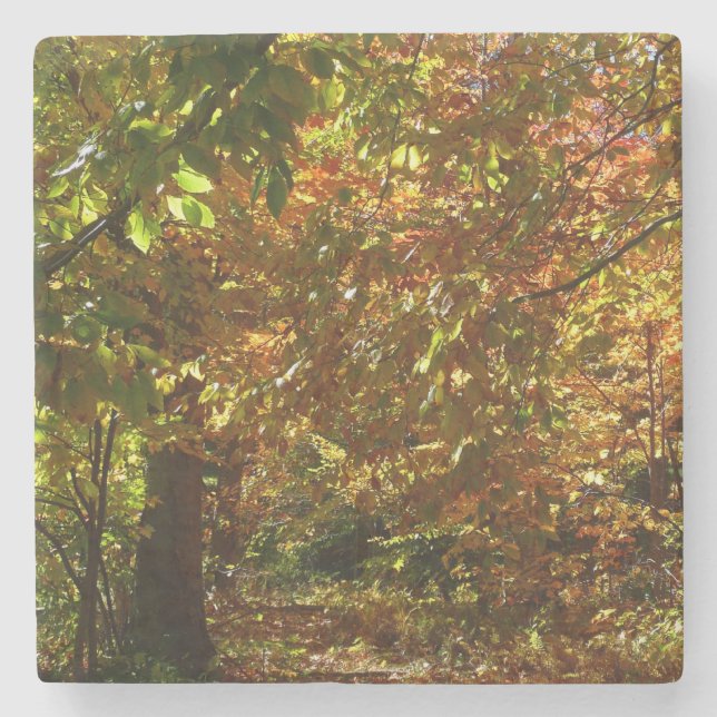 Canopy of Fall Leaves II Yellow Autumn Photography Stone Coaster (Front)