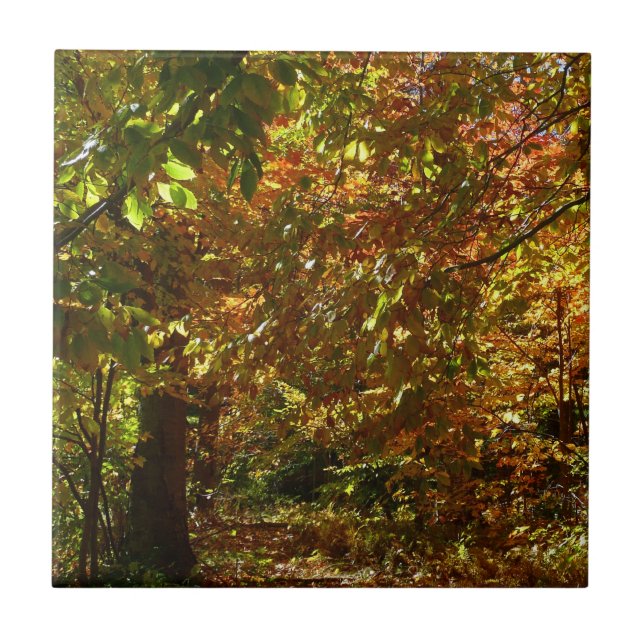 Canopy of Fall Leaves II Yellow Autumn Photography Tile (Front)