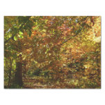 Canopy of Fall Leaves II Yellow Autumn Photography Tissue Paper